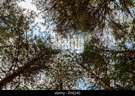 Pinus sylvestris – schottische Kiefern, auch bekannt als Scotch Pines, Baltic Pines und European Red Pines Stockfoto