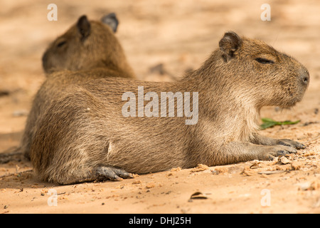 Capybara ruht auf einem Strand im Pantanal Stockfoto