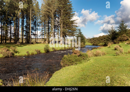 East Dart River fließt durch Bellever Forest auf Dartmoor Stockfoto