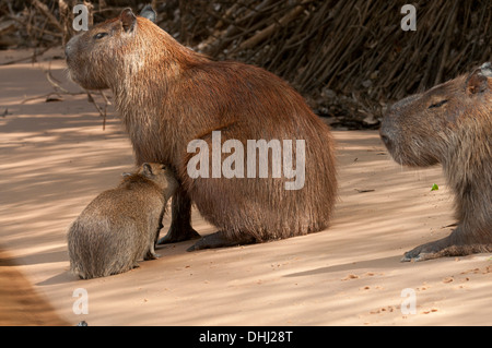 Capybara und jung an einem Strand im Pantanal. Stockfoto