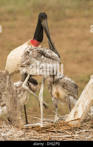 Stock Foto von einem Jabiru-Storch mit Küken im Nest, Pantanal, Brasilien. Stockfoto