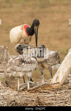 Stock Foto von einem Jabiru-Storch mit Küken im Nest, Pantanal, Brasilien. Stockfoto