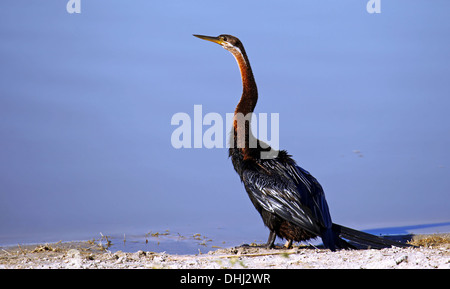 Afrikanische Darter, Anhinga Rufa, Moremi Game Reserve, Botsuana Stockfoto