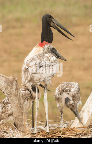 Stock Foto von einem Jabiru-Storch mit Küken im Nest, Pantanal, Brasilien. Stockfoto