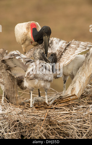 Stock Foto von einem Jabiru-Storch mit Küken im Nest, Pantanal, Brasilien. Stockfoto