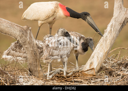 Stock Foto von einem Jabiru-Storch mit Küken im Nest, Pantanal, Brasilien. Stockfoto