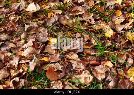 Herbst Blatt auf dem grünen Rasen Stockfoto