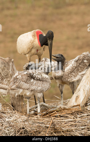 Stock Foto von einem Jabiru-Storch mit Küken im Nest, Pantanal, Brasilien. Stockfoto