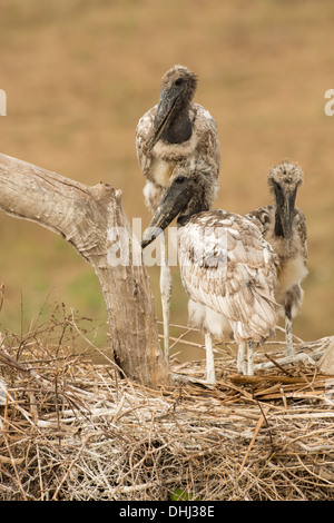 Stock Foto von einem Jabiru-Storch mit Küken im Nest, Pantanal, Brasilien. Stockfoto