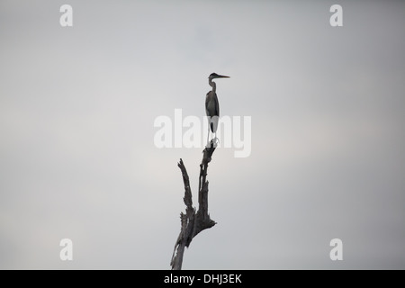 Great Blue Heron Ardea Herodias, auf einem trockenen Baumstamm in Lago Bayano, Provinz Panama, Republik von Panama. Stockfoto