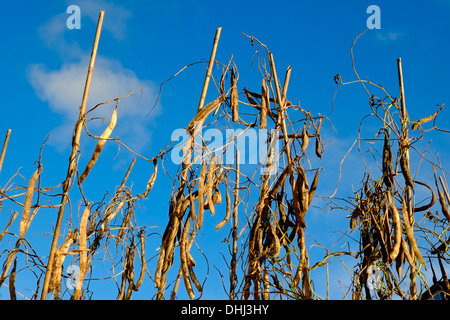 Stangenbohnen auf die Pole für Saatgut trocknen gelassen. Modbury. Devon. UK Stockfoto