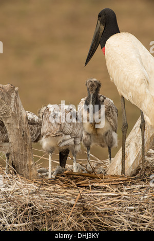 Stock Foto von einem Jabiru-Storch mit Küken im Nest, Pantanal, Brasilien. Stockfoto