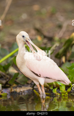 Rosige Löffler am Flussufer, Pantanal, Brasilien Stockfoto