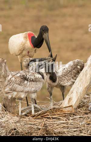 Stock Foto von einem Jabiru-Storch mit Küken im Nest, Pantanal, Brasilien. Stockfoto