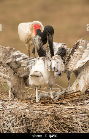 Stock Foto von einem Jabiru-Storch mit Küken im Nest, Pantanal, Brasilien. Stockfoto