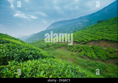 Tee-Plantagen in Munnar, Kerala, Indien Stockfoto