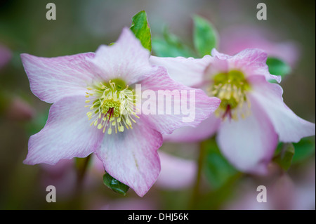 Nahaufnahme Bild der rosa Helleborus X hybridus 'Walberton Rosmarin' Blumen allgemein bekannt als die Fastenzeit Rose oder Christrose Stockfoto