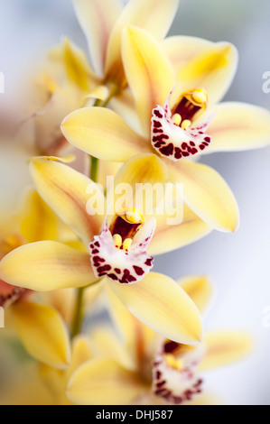 Nahaufnahme von gelben Cymbidium Rodco Schöpfung Golden Forever, Hybrid Orchidee blüht auch bekannt als Boot Orchideen. Stockfoto
