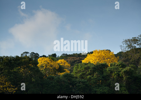 Gelb Gold Blütenbäumen in Soberania Nationalpark, Republik von Panama. Stockfoto