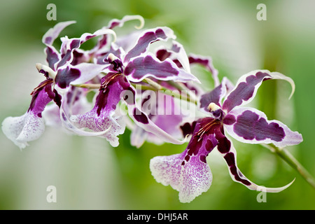 Nahaufnahme Bild von der schönen Beallara Peggy Ruth Carpenter lila Orchidee blüht, einem weichen Hintergrund genommen. Stockfoto