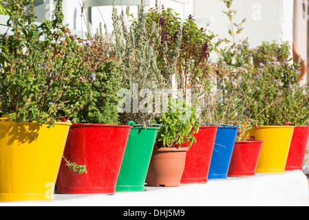 Eine Vielzahl der Kräuter Anbau außerhalb in bunten Töpfen. Stockfoto