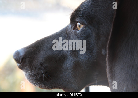 Deutscher Kurzhaariger Vorstehhund außerhalb suchen Stockfoto