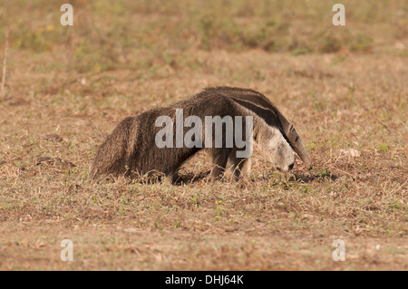 Stock Foto von einem Ameisenbär auf der Suche nach Ameisen, Pantanal, Brasilien. Stockfoto