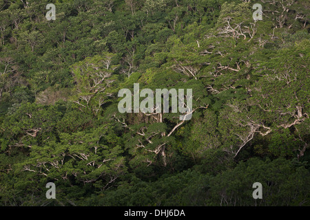 Regenwald in Altos de Campana Nationalpark, Provinz Panama, Republik von Panama. Stockfoto
