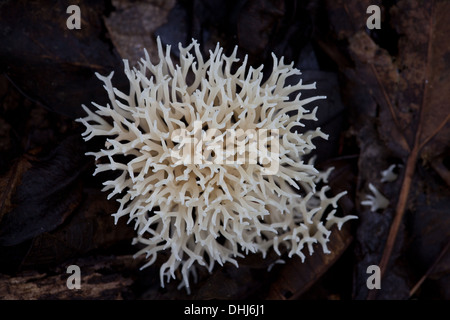 Pilz auf den Regenwald in Altos de Campana Nationalpark, Panama Provinz, Republik Panama. Stockfoto