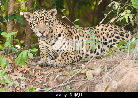 Stock Foto von einem Jaguar Ruhe am Ufer des Flusses, Pantanal, Brasilien. Stockfoto