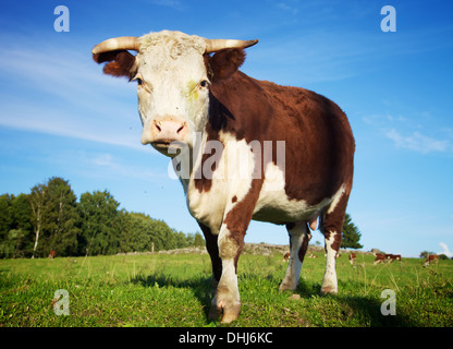 Große Kuh auf der Wiese stehen im Sommer Stockfoto