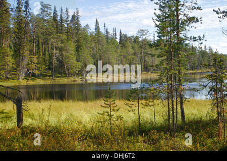 Finnische HDR Landschaft in Wildnis mit See und Bäumen Stockfoto