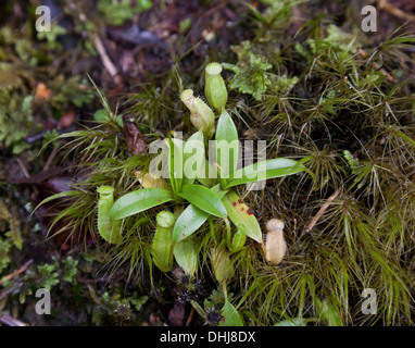 Winzige Kannenpflanzen Nepenthes SP. Cameron Highlands, moosigen Wald. Gunung Brinchang Stockfoto