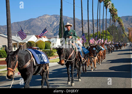 Glendale, Kalifornien, USA. 11. November 2013. Veterans Day Maultier Zug Parade in Glendale, Kalifornien, das ist die letzte Etappe einer Festschrift Künstler Aktion namens "Ein hundert Maultiere zu Fuß Los Angeles Aquädukt", das war einen Monat lang, 240 Meile Reise von Owens Valley nach Los Angeles, das erinnert an den 100. Jahrestag der Eröffnung des Los Angeles Aquädukt. Kredit: Ambient Images Inc./Alamy Live-Nachrichten Stockfoto