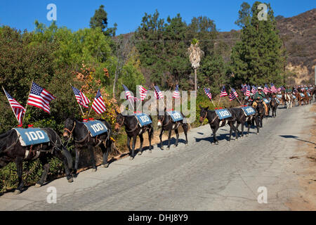 Glendale, Kalifornien, USA. 11. November 2013. Veterans Day Maultier Zug Parade in Glendale, Kalifornien, das ist die letzte Etappe einer Festschrift Künstler Aktion namens "Ein hundert Maultiere zu Fuß Los Angeles Aquädukt", das war einen Monat lang, 240 Meile Reise von Owens Valley nach Los Angeles, das erinnert an den 100. Jahrestag der Eröffnung des Los Angeles Aquädukt. Kredit: Ambient Images Inc./Alamy Live-Nachrichten Stockfoto