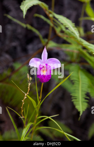 Bambus Orchidee, Arundina Graminifolia, Cameron Highlands, Malaysia Stockfoto