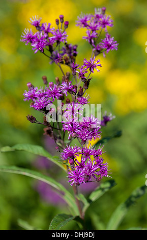 Hohe Wolfsmilch (Vernonia Gigantea) wächst in einem Feld Stockfoto