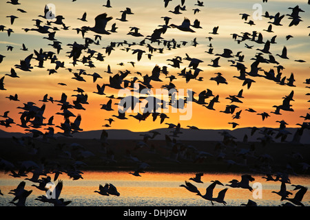 Schneegänse (Chen Caerulescens) im Flug über den Teich, Bosque del Apache National Wildlife Refuge, New Mexico USA Stockfoto