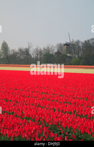 Windmühle und kommerziellen Tulpenfeld in der Nähe von Lisse, Niederlande Stockfoto