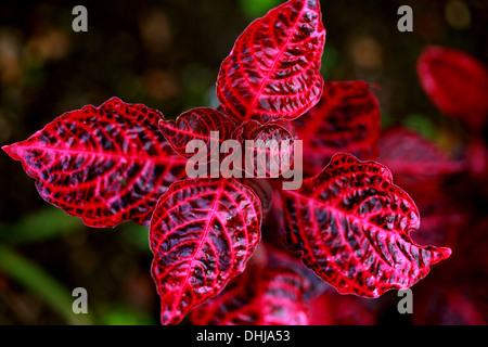 Beefsteak, Pflanze, Iresine Herbstii 'Brilliantissima', Amaranthaceae. Auch bekannt als Huhn Muskelmagen, Bloodleaf. Perrenial Beetpflanze. Stockfoto