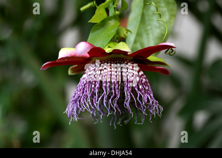 Passionsblume, Passiflora Quadrangularis, Passifloraceae. Auch bekannt als Riese oder süße Granadilla, riesigen Tumbo oder Badea. Stockfoto