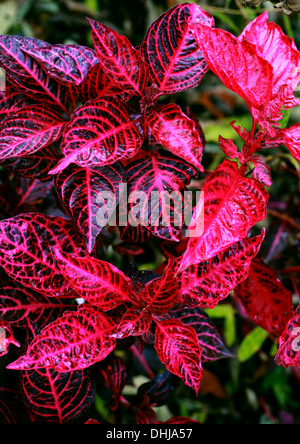 Beefsteak, Pflanze, Iresine Herbstii 'Brilliantissima', Amaranthaceae. Auch bekannt als Huhn Muskelmagen, Bloodleaf. Perrenial Beetpflanze. Stockfoto