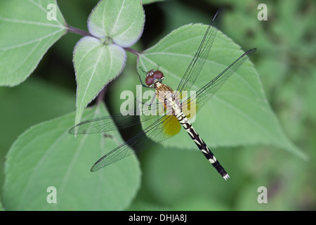 Libelle in Ciénaga Las Macanas Nature Reserve, Herrera Provinz, Republik von Panama. Stockfoto