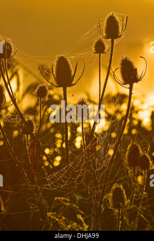 Tau beladen Spinnweben auf Disteln Sekt in der Morgensonne ausgesetzt Stockfoto