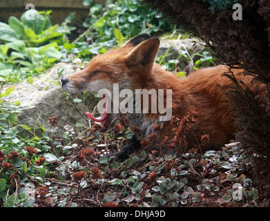 Europäischer roter Fuchs Vulpes Vulpes Crucigera. Faulenzen in einem Vorstadt-Garten. Stockfoto