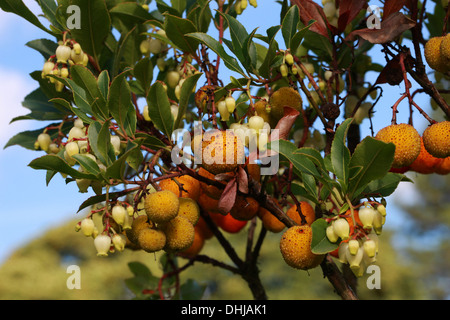 Erdbeerbaum, Arbutus Madrid 'Elfin King', Ericaceae. Blüten und Früchte. Stockfoto