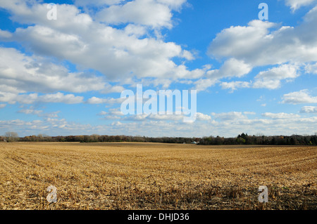 Frisch geschnitten Sie Futtermais Feld im Herbst Stockfoto