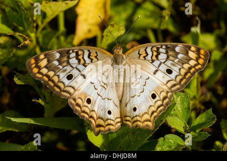 Nahaufnahme von einem weißen Tagpfauenauge (Anartia Jatrophae) Stockfoto