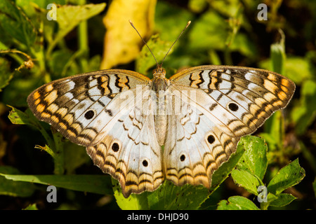 Nahaufnahme von einem weißen Tagpfauenauge (Anartia Jatrophae) Stockfoto