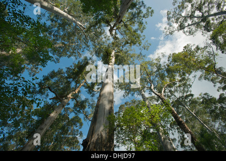 Riesigen Karri-Bäume (Eukalyptus Diversicolor) Big Tree Grove, bis zu 90 Meter hoch, in der Nähe von Northcliffe, Western Australia Stockfoto